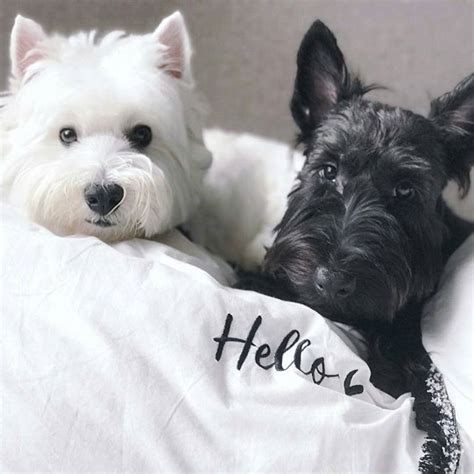 Composition In Westie And Scottie Westie Dogs Westies Westie Puppies
