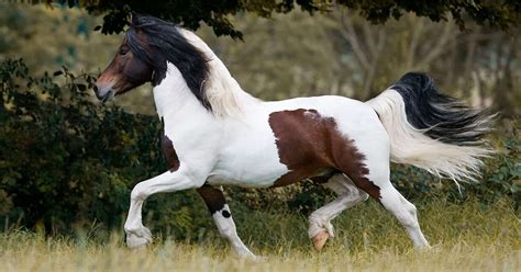 Barock Pinto Horse Beautiful And Eye Catching Horse Breed