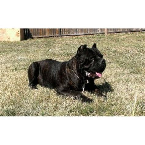 Male cane corso tend to be slightly larger than females. Dallas K-9 Academy, LLC, Cane Corso Breeder in Dallas, Texas