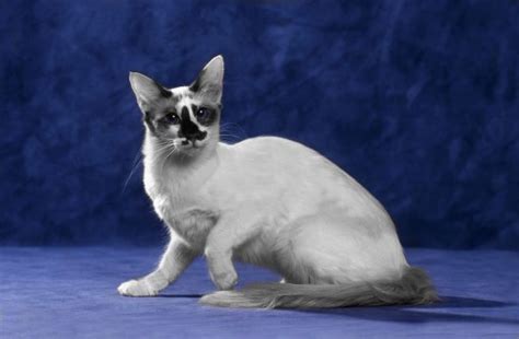 The Differences Between A Balinese And A Siamese Cat Pets4homes