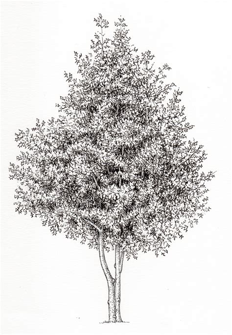 Holly Ilex Aquifolium Pen And Ink Botanical Illustration By Lizzie