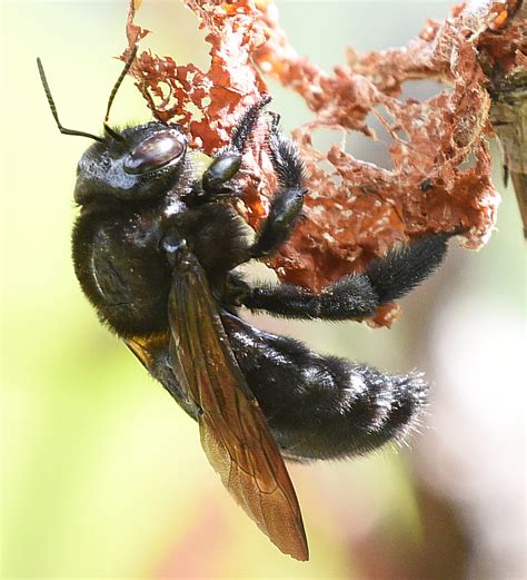Valley Carpenter Bee Xylocopa Sonorina 22jul Beattys5a Flickr