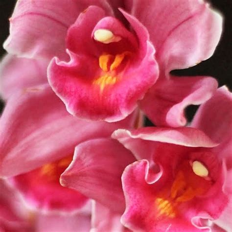 Hot Pink Cymbidium Orchids Mini Florabundance Wholesale Flowers