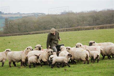 A Farmer In A Field Feeding A Flock Of Sheep Stock Photo Dissolve