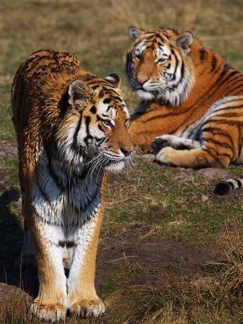 Big cat species that have a wide range and live in a variety of habitats include leopards, mountain lions, ocelots, and jaguars. Tiger - BigCatsWildCats