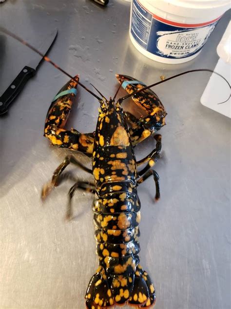 Rainbow Lobsters Rare Crustaceans Found In New England Necn