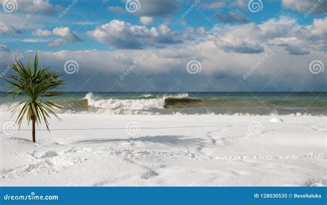 Palm Tree At The Snow Covered Beach Stock Image Image Of Resort