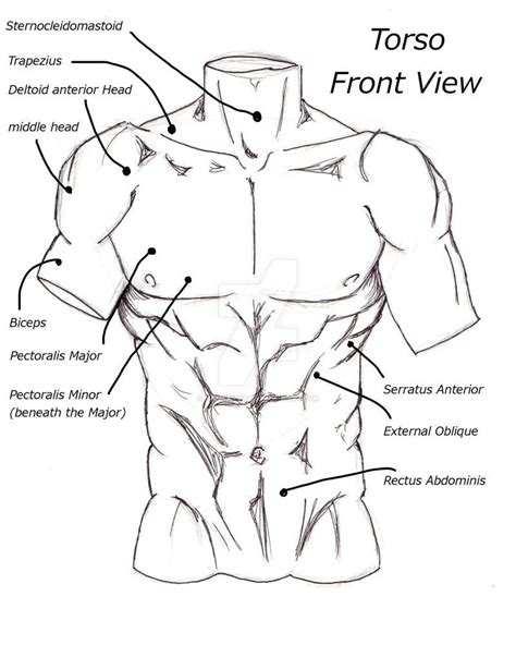 How To Draw The Torso Front View Human Anatomy Drawing Anatomy Study