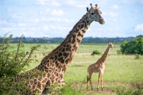 Giraffes In Nairobi National Park Kenya By Skeeze