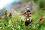 Die Welt der Ameisen von Wolfgang Korazija #tiere #animals | Ants ...
