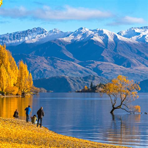 Tourist Visiting Lake Wanaka New Zealand In Autumn Season License