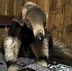 Giant Anteater | Facts & New Photographs | The Wildlife