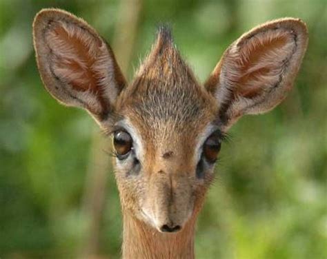 Baby Antelope Slim And Graceful With Beautiful Big Eyes Small Nose