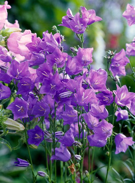 Campanula Persicifolia Grandiflora Bild Kaufen 12145469