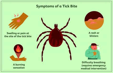 Tick Bites Symptoms And Treatment Dentist Ahmed Official Website