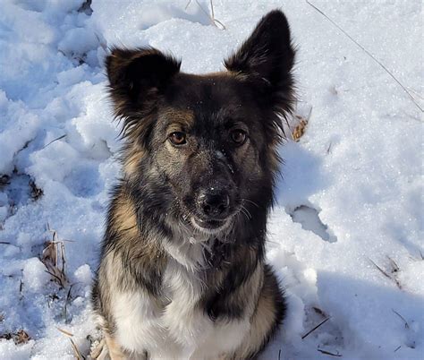 Border Collie German Shepherd Mix Dog For Adoption In Calgary Alberta