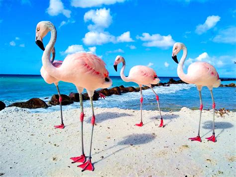 Arubas Private Renaissance Island Flamingo Beach