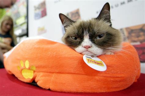 Grumpy Cat Internet Sensation Dead At 7