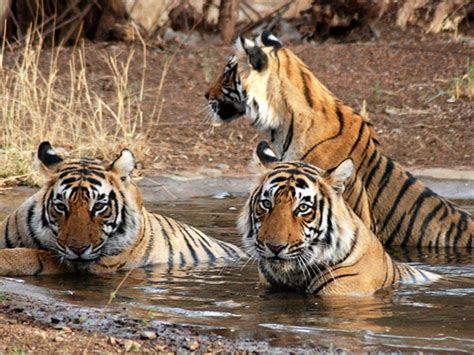 Top 140 Best Time To Visit Wild Animal Sanctuary