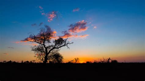 Acacia Tree Silhouette Stock Photos Download 1918