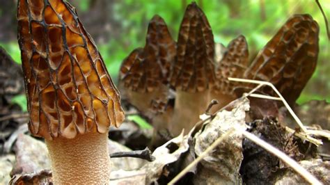 Your Guide To Michigan Morel Hunting Wwmt