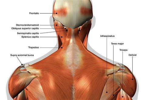 Shoulder Tendons Chart Is Your Upper Back Pain Defeating