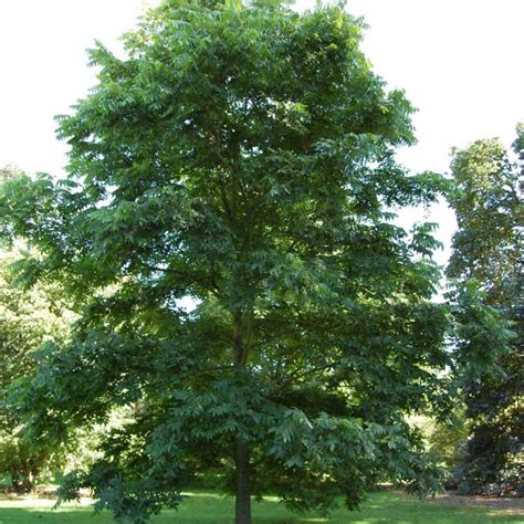 About pecan (native hardy seedling). Buy Papershell Pecan Trees - Pecan Trees