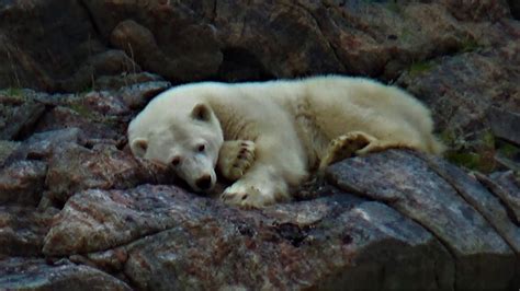 Polar Bear Struggles To Find Comfy Spot For A Nap Youtube