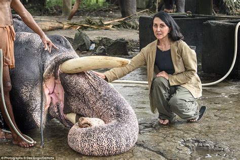 The Terrible Plight Of Indian Elephants In Kerala S Secret Jungle