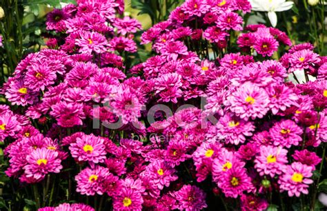 Purple Chrysanthemums Flowers Stock Photo Royalty Free Freeimages
