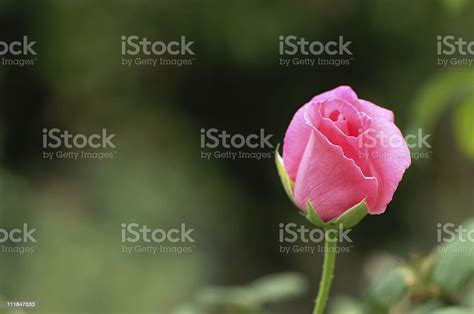 Pink Rose Bud Stock Photo Download Image Now Beauty In Nature Bud