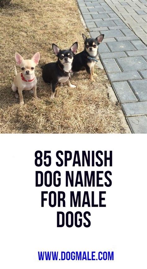 Maybe your dog is one of the breeds with their origins rooted in spain, or maybe you're trying to chorizo: 85 Spanish Dog Names for Male Dogs | Dog names male, Dog ...