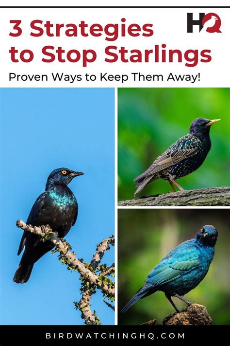 Learn 3 Effective Strategies To Get Rid Of Starlings Today These