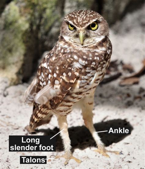 Why Do Owls Have Long Legs Science Abc