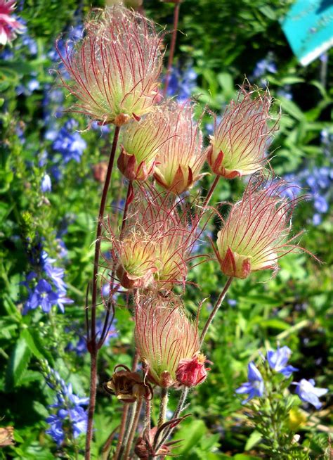 Unusual Flower Blissful Solitary Wanderings