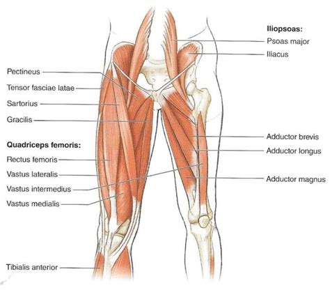 Anatomía Y Músculos De La Cadera ¡tu Core Importa