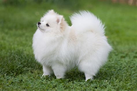 Pomeranian Pom Dog Breed Characteristics And Care