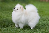 Pomeranian (Pom): Dog Breed Characteristics & Care