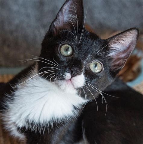 Cerebellar hypoplasia is a condition that affects all mammals to varying degrees. Meet The Trio Of Adorable Wobbly Cats Who Were Rescued ...