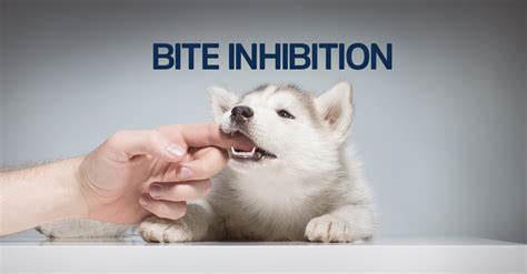 Acquired Bite Inhibition Beyond Behaviour South Africa