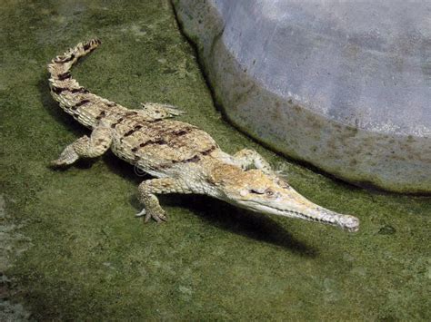 White Crocodile Stock Photo Image Of Unit Nature Albino 7515490