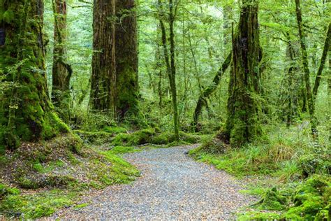 Walking Route In The Temperate Rainforest Fiordland National Park