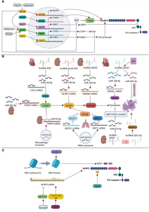 Frontiers Molecular Mechanisms And Functions Of Pyroptosis In Sepsis