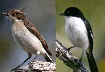 Pada umumnya jenis burung decu merupakan jenis burung yang memiliki. Tips Mengetahui Perbedaan Fisik Burung Decu Kembang Jantan ...