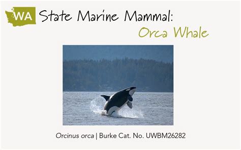 Burke Blog A Collection Of Washington State Symbols Natural History Style