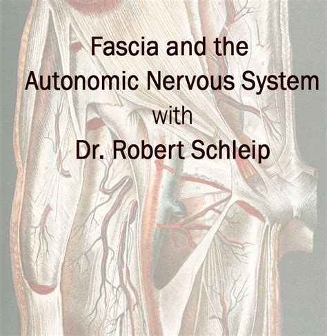Fascia And The Autonomic Nervous System By Robert Schleip Terra Rosa