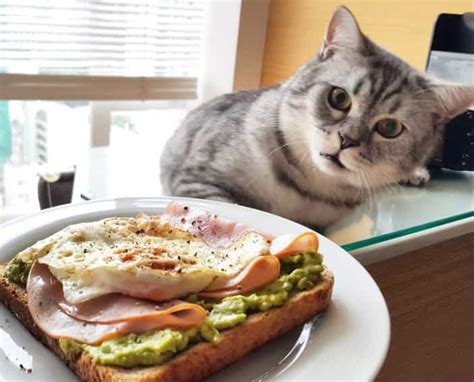 Do it and do it right, or don't do it at all. Homemade Food for Cats with Kidney Failure - Catsfud
