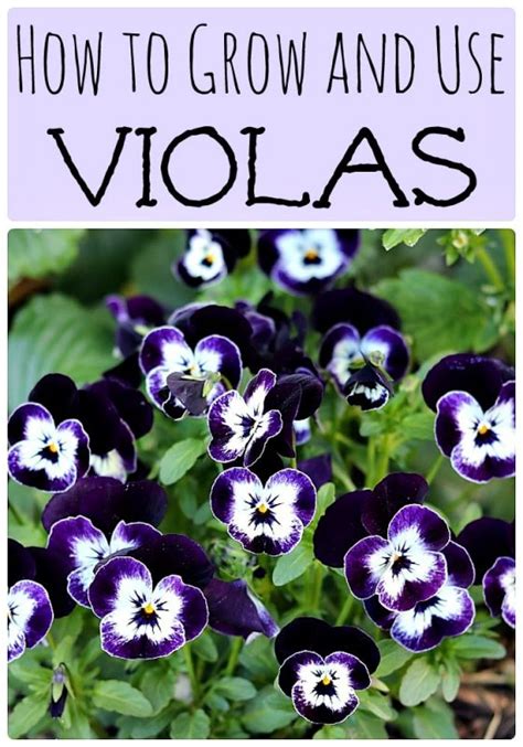 How To Grow And Use Violas