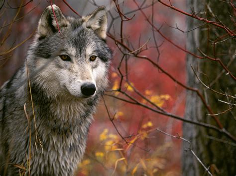 Gray Wolf Animal Database Fandom Powered By Wikia