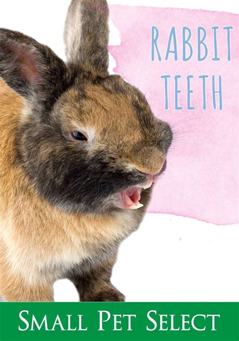 Rabbit Tooth Problems Prevention Is Key Small Pet Select Pet